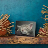Sleepy Kitten Fotoplaat (Zijkant)