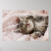 Sleepy Kitten Poster (Voorkant)