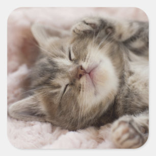 Sleepy Kitten Vierkante Sticker