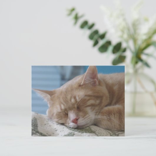 Sleepy Kitty Taz - Carte postale de chat (Debout devant)