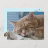 Sleepy Kitty Taz - Carte postale de chat (Devant / Derrière)