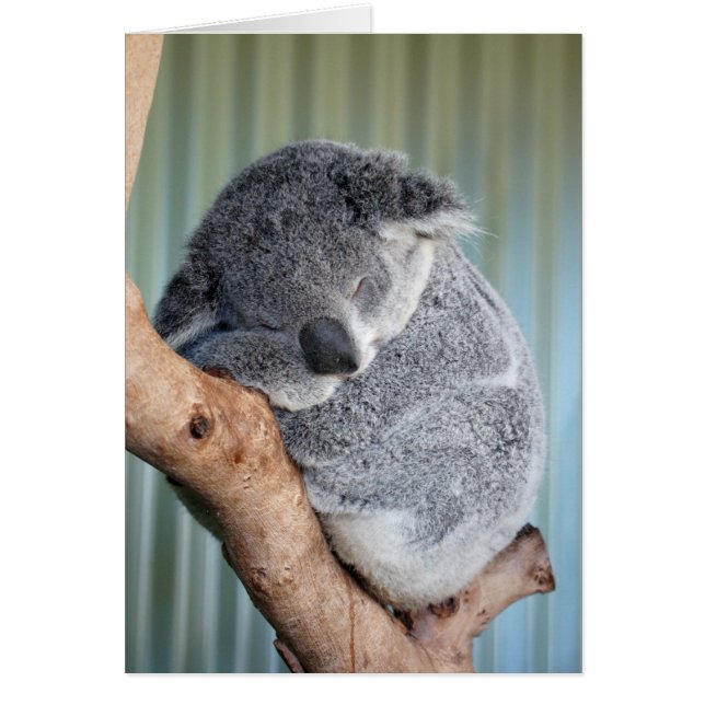 Sleepy Koala (Devant)
