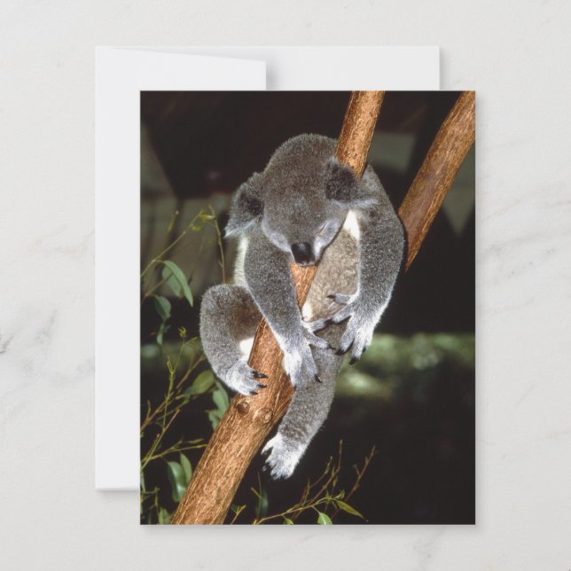 Sleepy Koala (Voorkant)