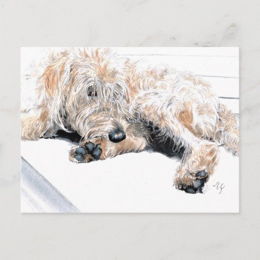 Sleepy Labradoodle Briefkaarten (Voorkant)