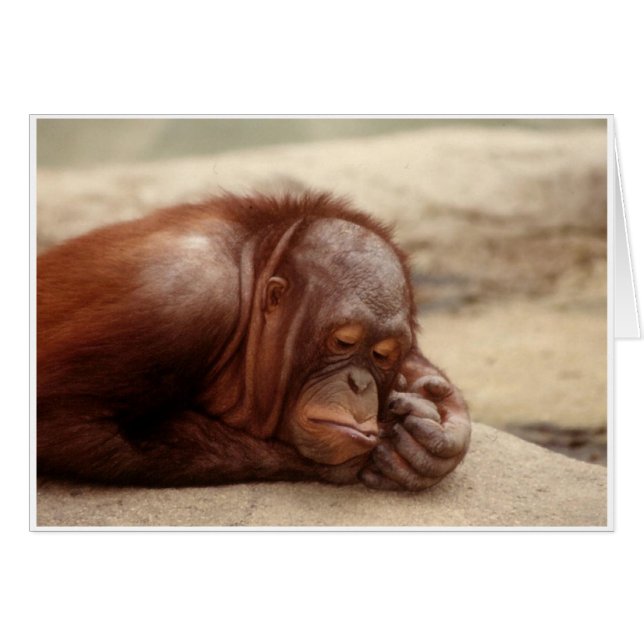 Sleepy Monkey (Voorkant Horizontaal)