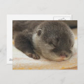 Sleepy Otter Briefkaart (Voorkant / Achterkant)