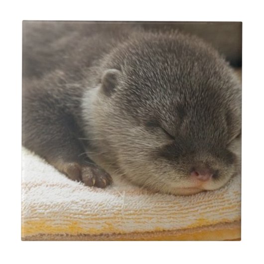 Sleepy Otter Tegeltje (Voorkant)