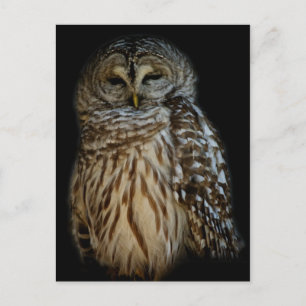 Sleepy Owl Briefkaart