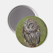 Sleepy Owl Magnet Magneet (Voorkant / Achterkant)