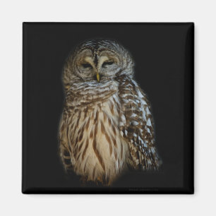 Sleepy Owl Magnet Magneet