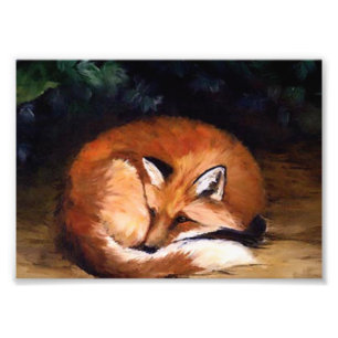 Sleepy Red Fox Afdrukken Foto Afdruk
