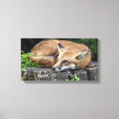 Sleepy Red Fox Canvas Afdruk (Voorkant)