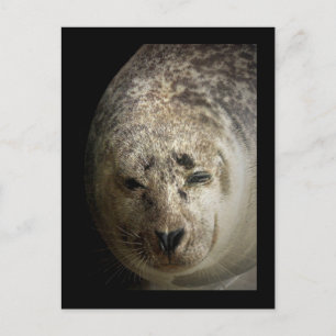 Sleepy Seal Briefkaart
