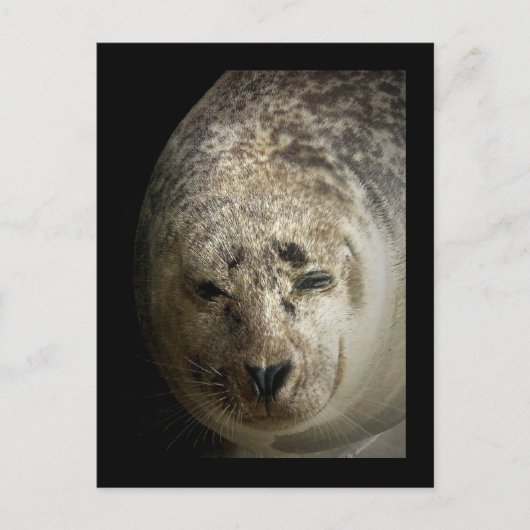 Sleepy Seal Briefkaart (Voorkant)