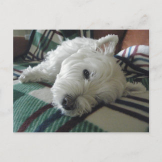 Sleepy Sofa Westie Photo Briefkaart