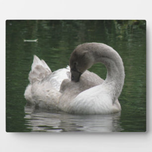 Sleepy Swan Plaque Fotoplaat