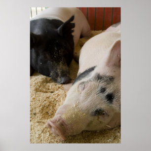 Sleepy Swine Poster