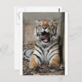 Sleepy Tiger Briefkaart (Voorkant / Achterkant)