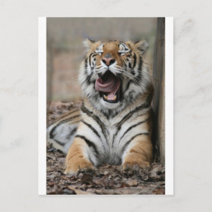 Sleepy Tiger Briefkaart