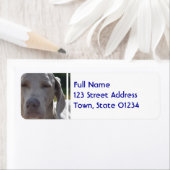 Sleepy Weimaraner Etiket (Insitu)