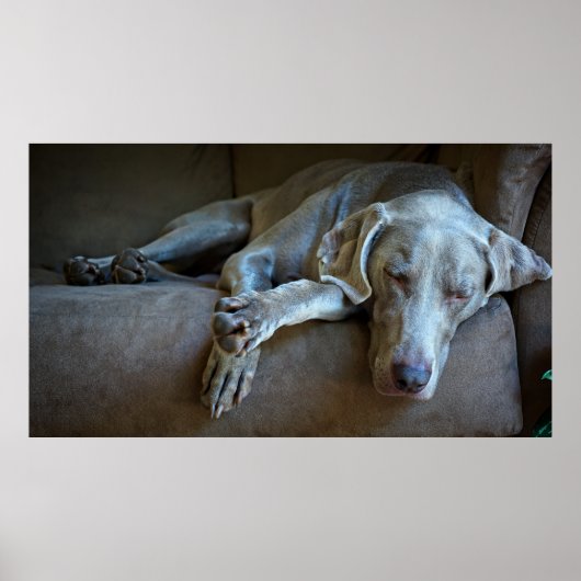 Sleepy Weimaraner Poster (Voorkant)