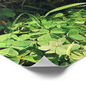 Sleepy Wombat-Poster Poster (Hoek)