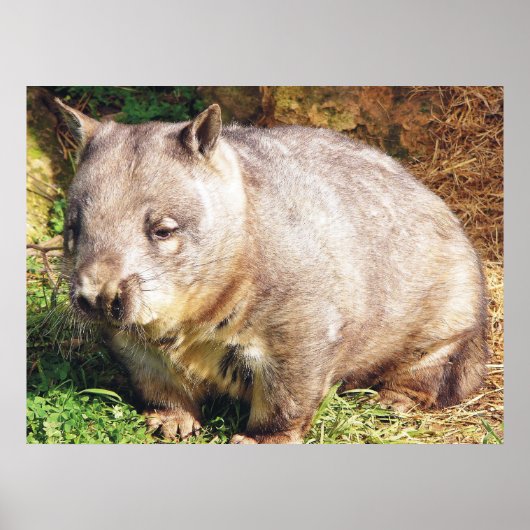 Sleepy Wombat-Poster Poster (Voorkant)