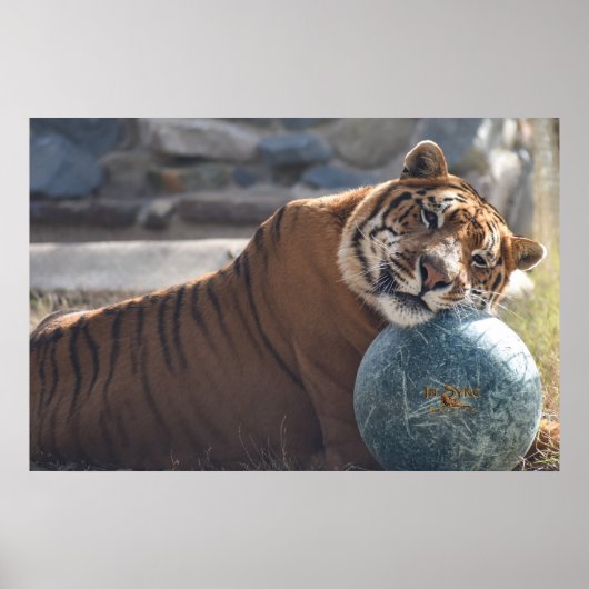 Sleepy Zachariah Poster (Voorkant)