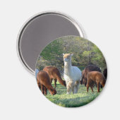 Sleigh Belle Magneet (Voorkant / Achterkant)