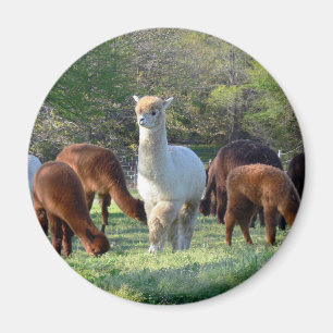 Sleigh Belle Magneet