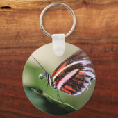 Sleutelhanger voor de identificatie van vlinders (Voorkant)