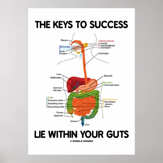 Sleutels aan succes binnen uw gast (spijsvertering poster (Voorkant)