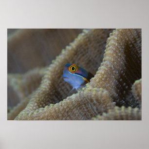 Slijmvis (Blenniidae) steekt zijn kop naar buiten Poster