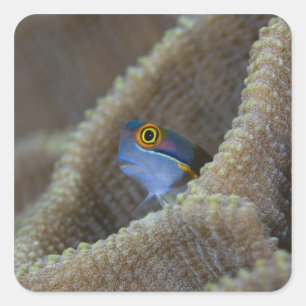 Slijmvis (Blenniidae) steekt zijn kop naar buiten Vierkante Sticker