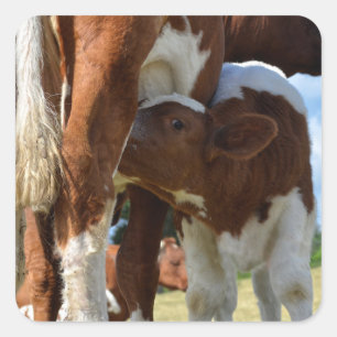 Slijpen van kalveren vierkante sticker