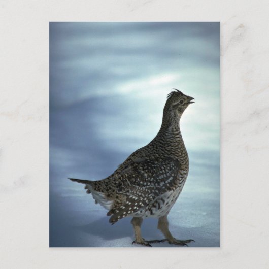 Slijpsnuitje Briefkaart (Voorkant)