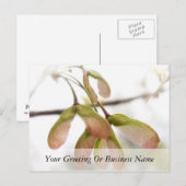 Slijpzaadkorrels, gevlekt briefkaart (Voorkant / Achterkant)