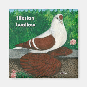 Slik de duif: Silesiaans Magneet