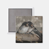 Slik jonge hondjes die op een tak rusten door magneet (Voorkant / Achterkant)