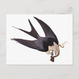 Slik Tailed Hawk door met Snake  Audubon Briefkaart