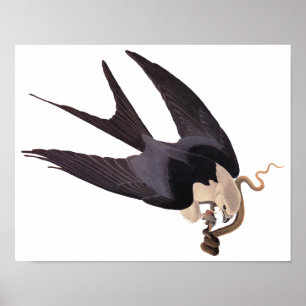 Slik Tailed Hawk door met Snake  Audubon Poster