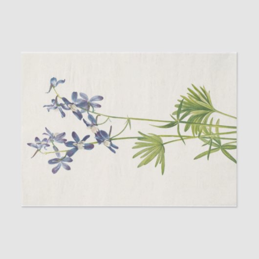 Slim Larkspur van Mary Vaux Walcott Tissuepapier (Voorkant)