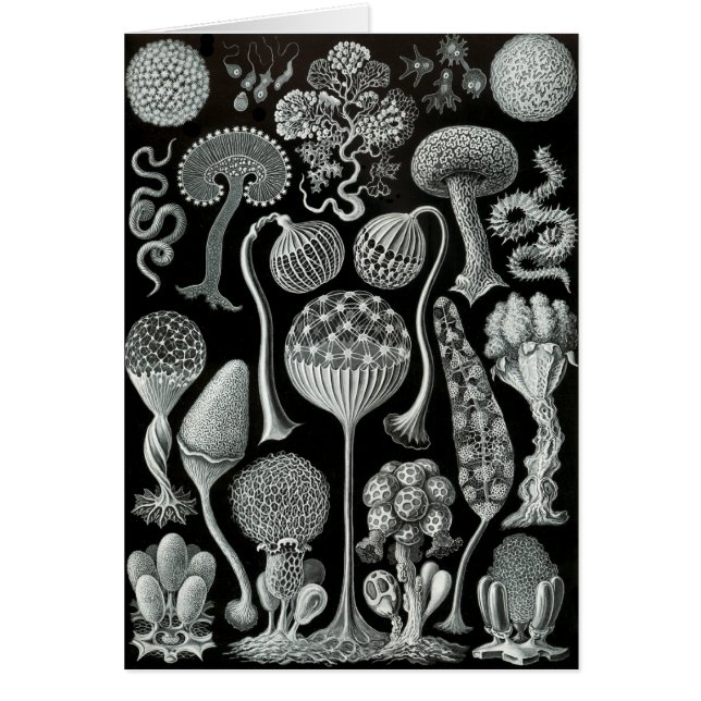 Slime vormen (Voorkant)