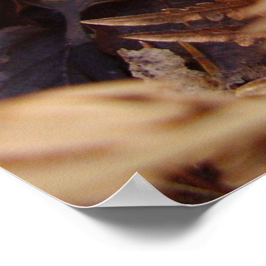 Slippery Jack Mushroom Poster (Hoek)