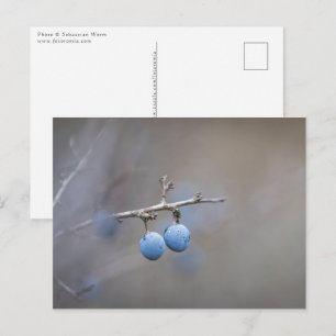 Sloe-bessen Natuurfoto Briefkaart