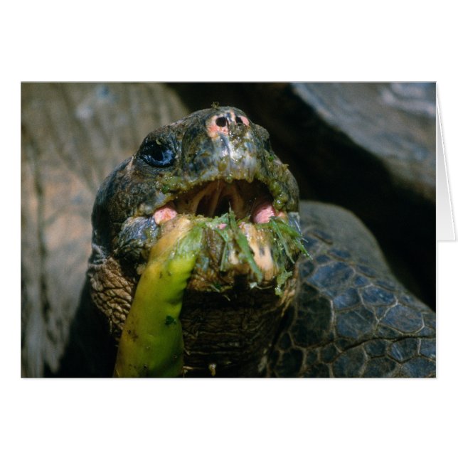 Sloppy etter (Voorkant Horizontaal)