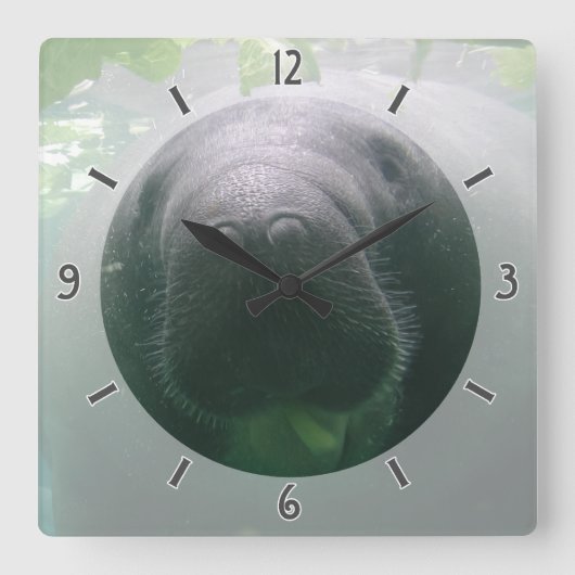 Sloppy Manatee Clock Square Vierkante Klok (Voorkant)