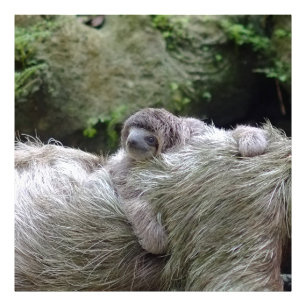 Sloth_20171104_by_JAMFoto Foto Afdruk