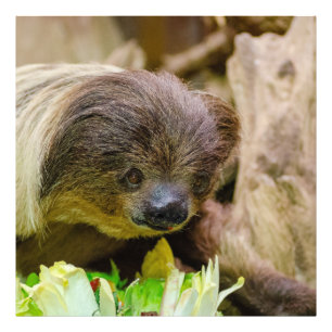 Sloth_20171107_by_JAMFoto Foto Afdruk