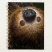 Sloth à deux doigts du Sud (Devant)